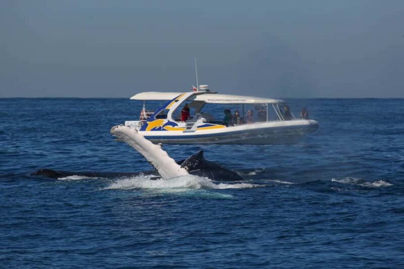 Sydney: 2.5 hour Adventure Whale Watching Cruise - Final Thoughts
