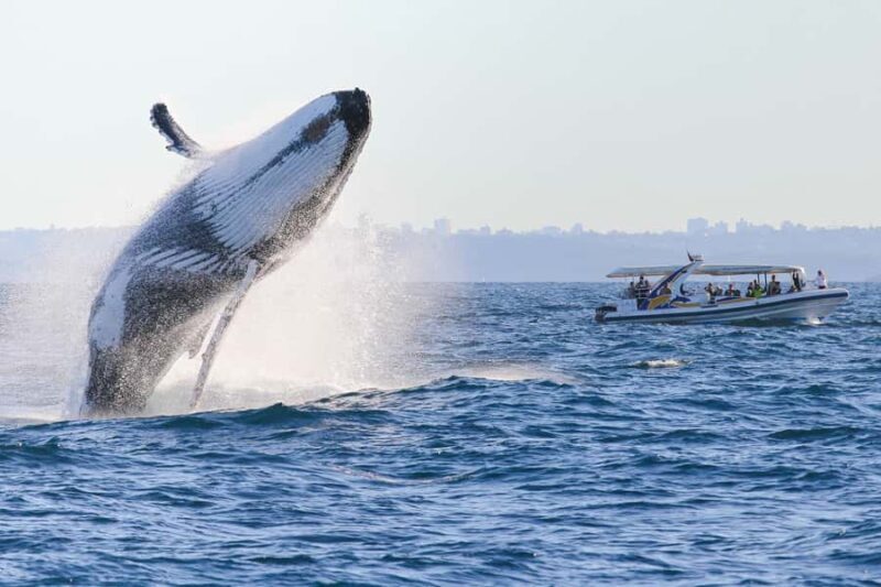 Sydney: 2.5 hour Adventure Whale Watching Cruise - FAQ