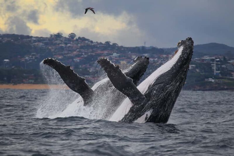 Sydney: 2.5-Hour Discovery Whale Watching Tour by Catamaran - Key Points