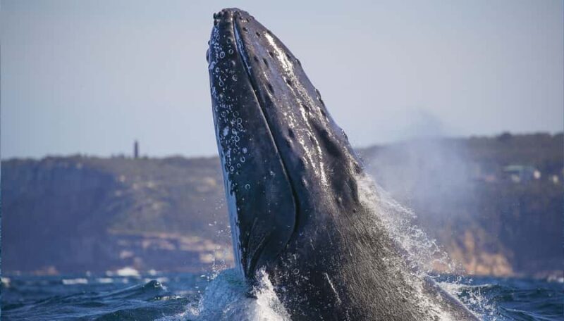Sydney: 2.5-Hour Discovery Whale Watching Tour by Catamaran - Experience Breakdown: A Deep Dive into the Tour