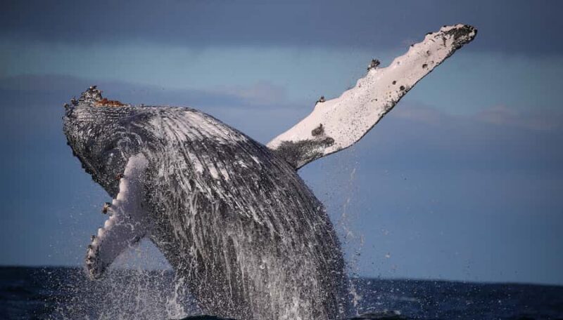 Sydney: 2.5-Hour Discovery Whale Watching Tour by Catamaran - The Sum Up