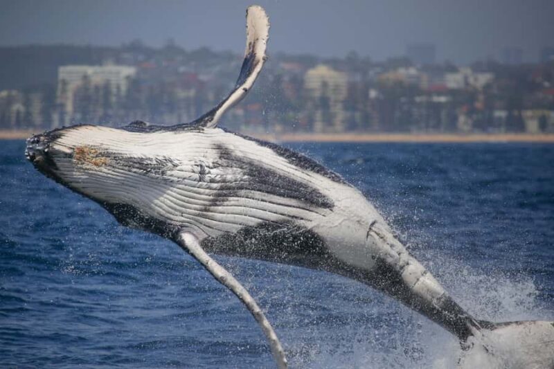 Sydney: 2-hour Express Whale Watching Cruise - The Value of the 2-Hour Tour