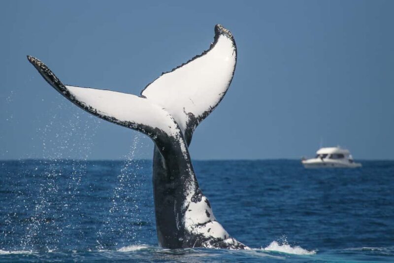 Sydney: 2-hour Express Whale Watching Cruise - Meeting Point and Logistics