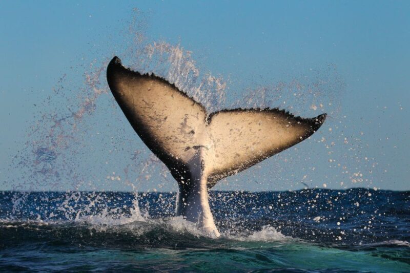 Sydney: 2-hour Express Whale Watching Cruise - Who Should Consider This Tour?