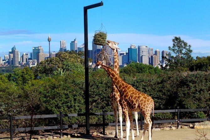 Sydney 3, 5, or 7 Ticket Flexi Pass - Practical tips for making the most of your pass