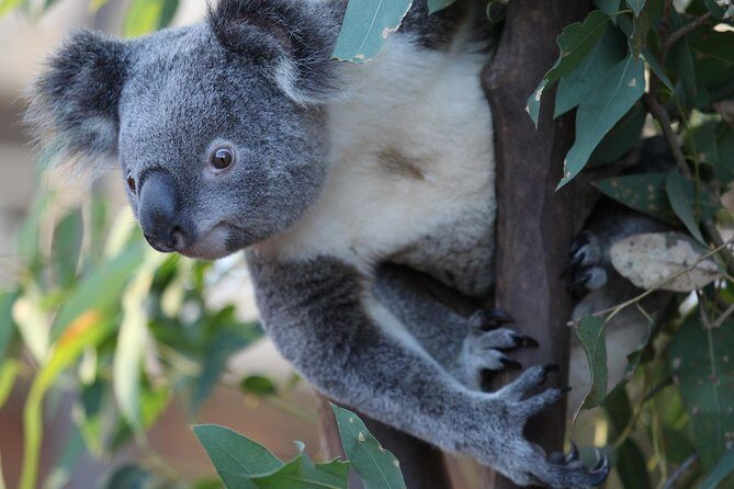 Sydney Attractions Pass: SEA LIFE Aquarium, Sydney Tower Eye, WILD LIFE Zoo and Madame Tussauds - A Closer Look at the Attractions