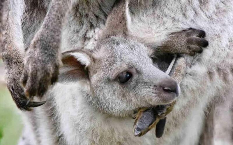 Sydney: Blue Mountains & Featherdale Wildlife Park Day Trip - Final Thoughts: Who Should Join?