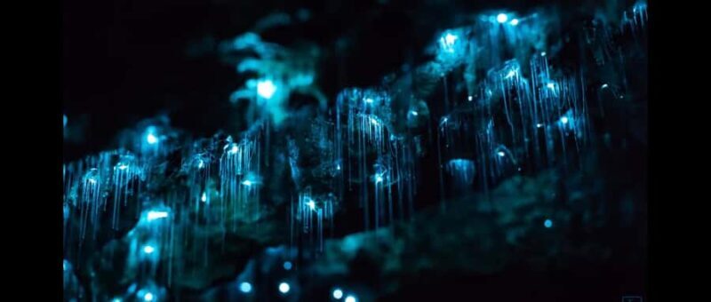Sydney: Blue Mountains Glow Worms Wild Adventure by Night - What’s the Itinerary?