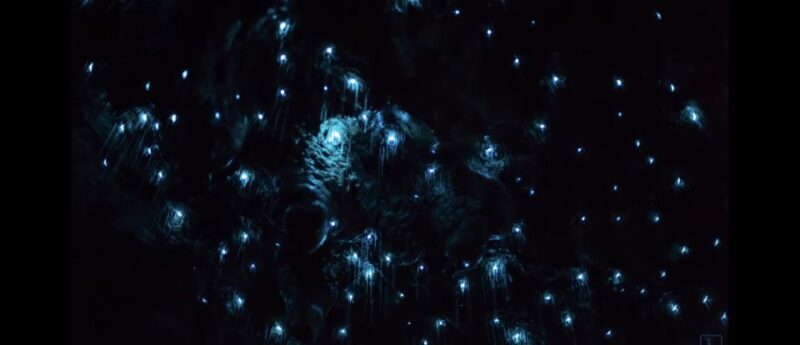 Sydney: Blue Mountains Glow Worms Wild Adventure by Night - Duration and Timing