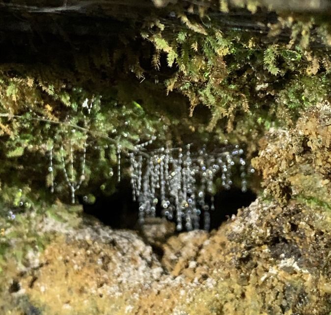 Sydney: Blue Mountains Glow Worms Wild Adventure by Night - Who Should Consider This Tour?