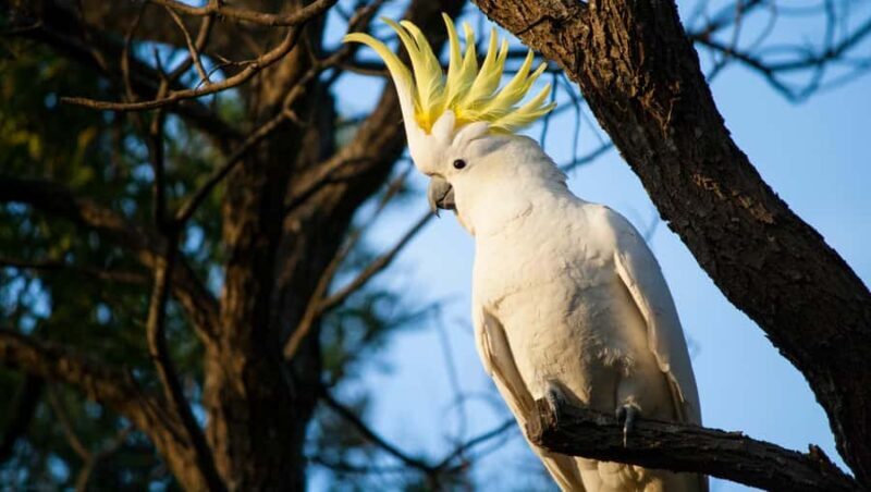 Sydney: Blue Mountains Kangaroos, Wilderness and Sunset Tour - FAQ
