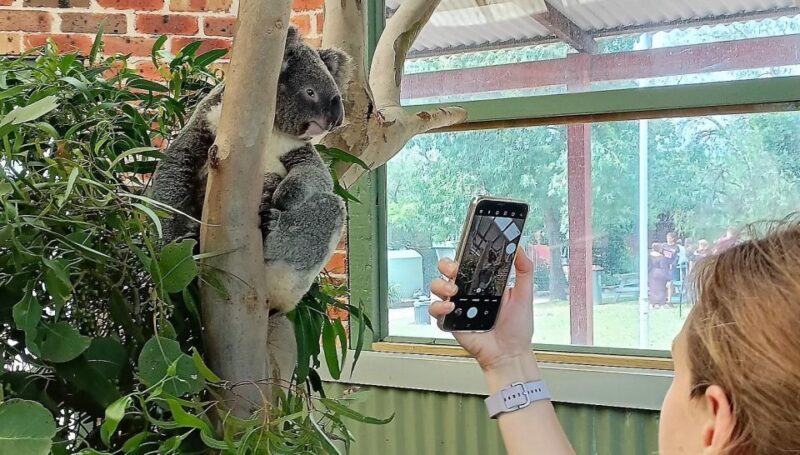 Sydney: Blue Mountains Late Start Tour with Walks & Wildlife - Final Thoughts