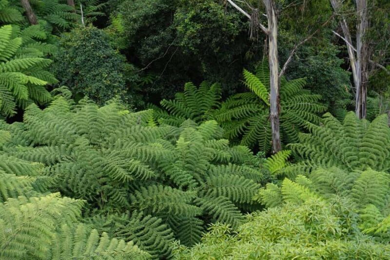 Sydney: Blue Mountains Private Wildlife Adventure Tour - Key Points