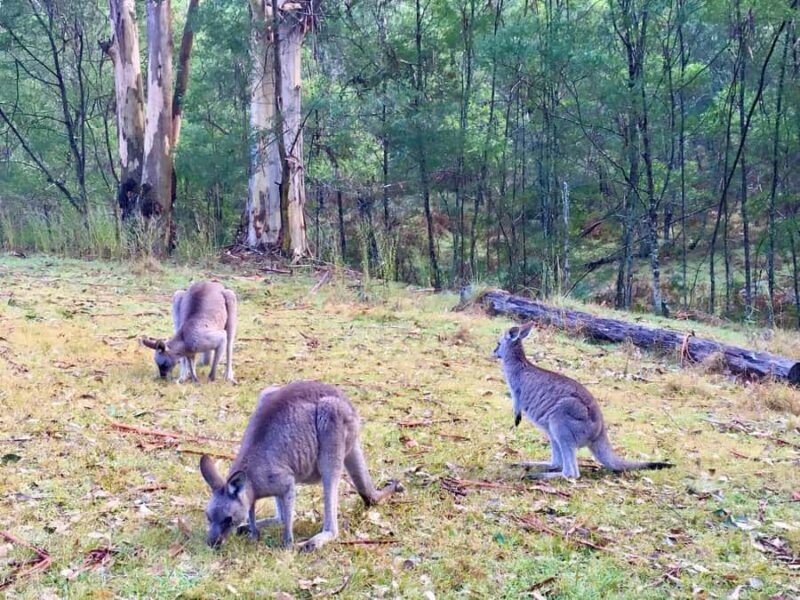 Sydney: Blue Mountains Private Wildlife Adventure Tour - The Itinerary: A Day of Natural Beauty and Personal Touch
