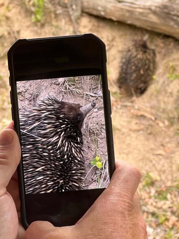 Sydney: Blue Mountains Private Wildlife Adventure Tour - Who Will Love This Tour?