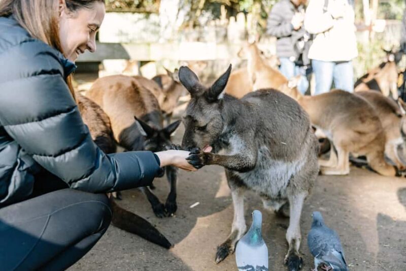 Sydney: Blue Mountains Scenic World, Wildlife Park and Lunch - The Experience: What Works Well