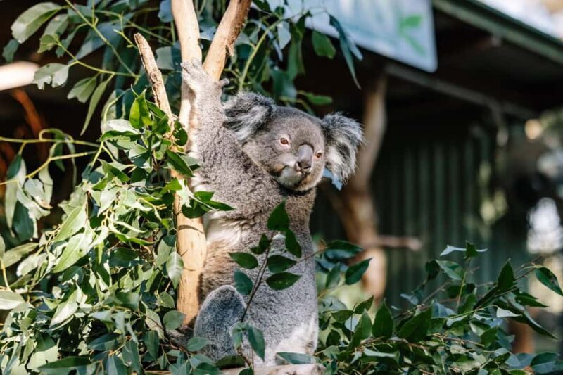 Sydney: Blue Mountains Scenic World, Wildlife Park and Lunch - Considerations Before Booking