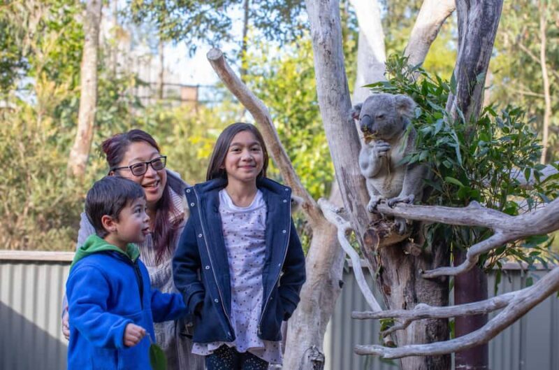 Sydney: Blue Mountains, Scenic World, Zoo & Lincoln's Rock - An Authentic Look at the Blue Mountains Day Trip