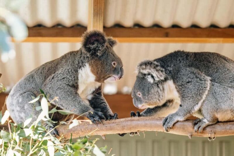 Sydney: Blue Mountains Tour with Wildlife Park & Waterfalls - Why This Tour is a Great Choice