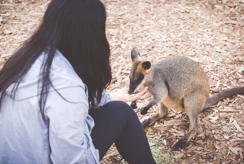 Sydney: Blue Mountains Wildlife & Bushwalk Small-Group Tour - Key Points