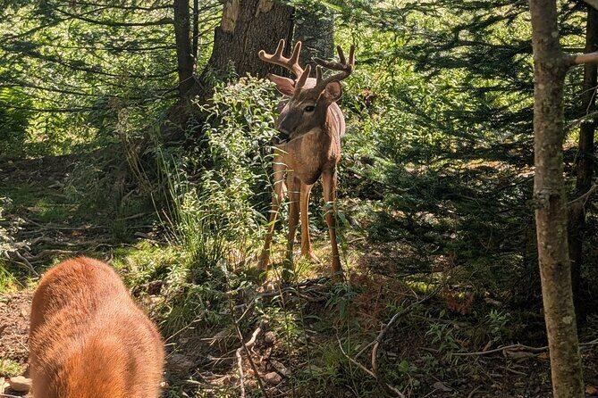 Sydney City Roots and Wildlife Trails of Cape Breton Island - An In-Depth Look at the Tour Experience