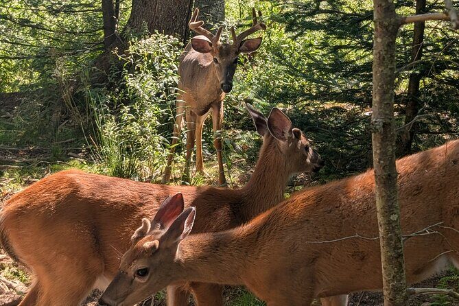 Sydney City Roots and Wildlife Trails of Cape Breton Island - The Sum Up: Is This Tour Worth It?