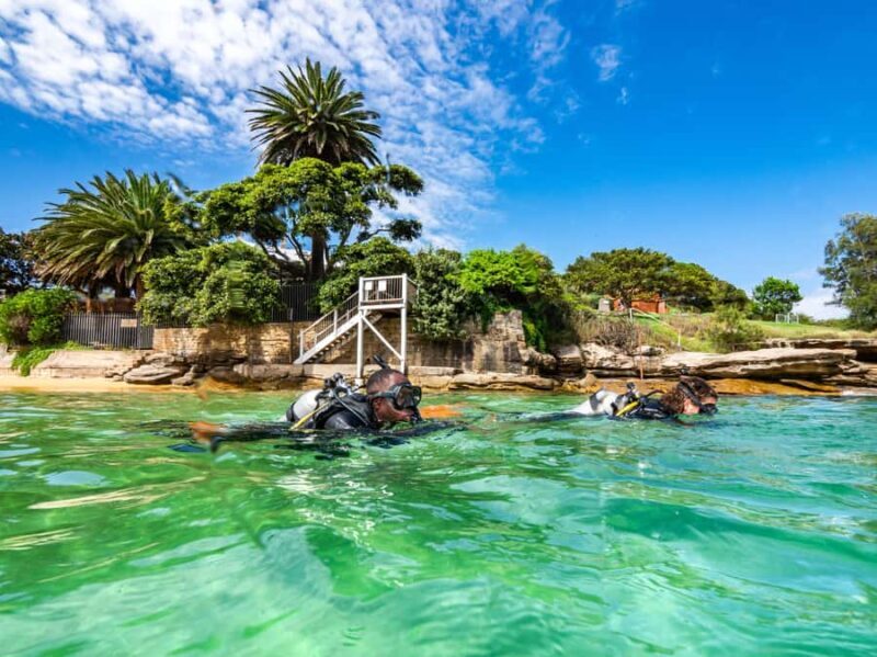 Sydney: Discover Scuba Dive at Australia's most Iconic Beach - An Introduction to Sydney’s Underwater Charm
