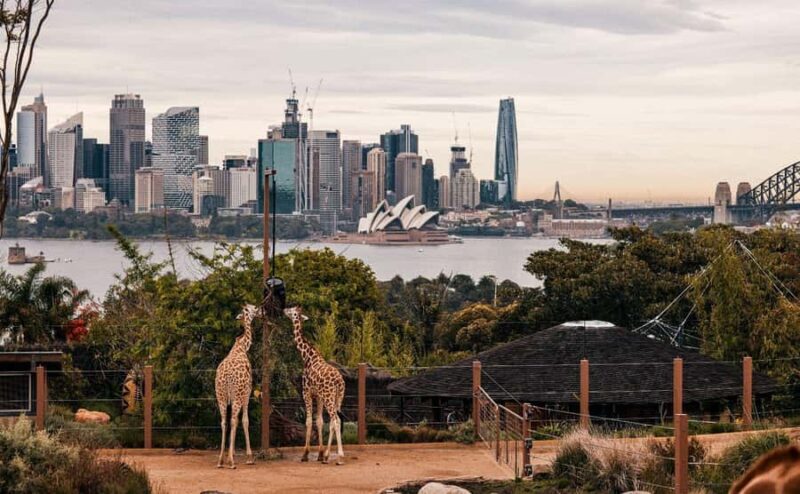 Sydney: Featherdale Park & Sydney Zoo Day Tour - An In-Depth Look at the Experience
