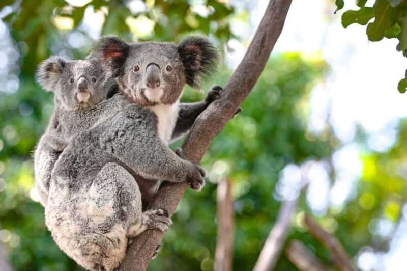 Sydney: Featherdale Park & Sydney Zoo Day Tour - The Value and Practicalities