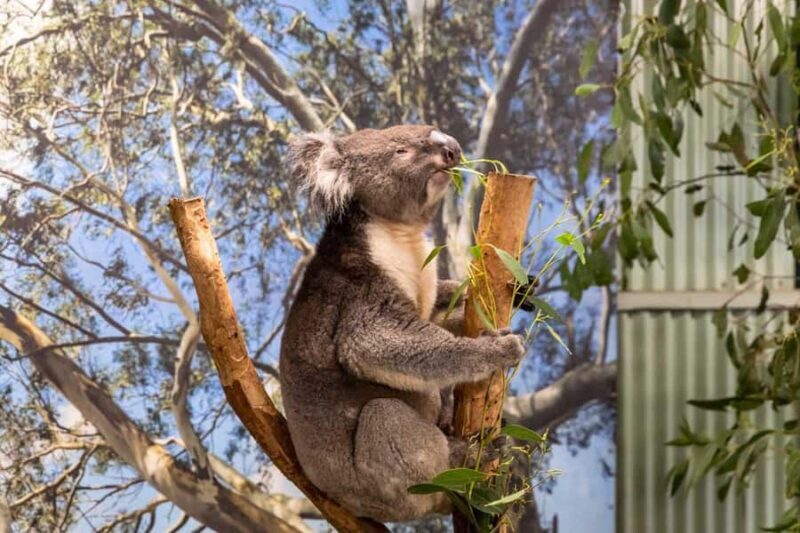 Sydney: Featherdale Wildlife Park Private Tour - An Authentic Australian Wildlife Encounter
