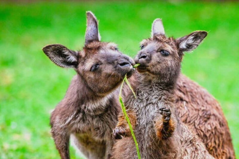 Sydney: Featherdale Wildlife Park Private Tour - Analyzing the Cost and Value