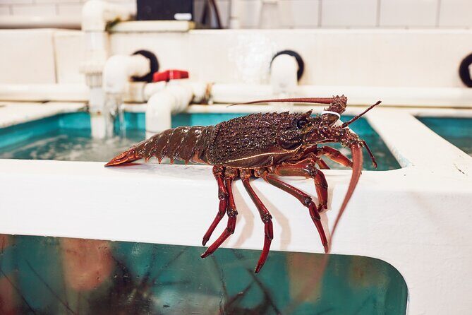 Sydney Fish Market Behind the Scenes Tour - Who Should Consider This Tour?