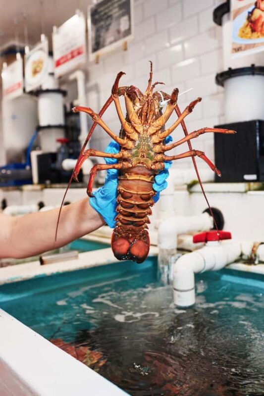Sydney Fish Market Discovery Tour - The Itinerary and What Makes Each Stop Special