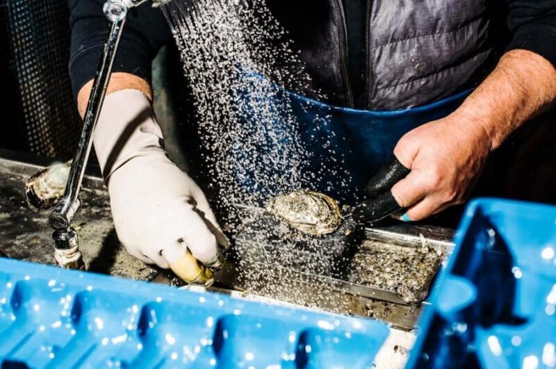 Sydney Fish Market Discovery Tour - Authentic Experiences and Genuine Value