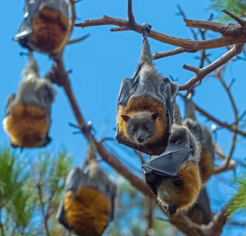 Sydney: Flying Fox Tour, Australia's Largest Bats - Exploring Sydney’s Flying Fox Tour: Australias Largest Bats