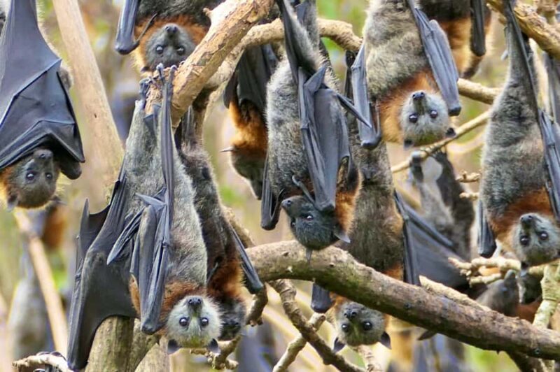 Sydney: Flying Fox Tour, Australia's Largest Bats - What Do Reviewers Say?