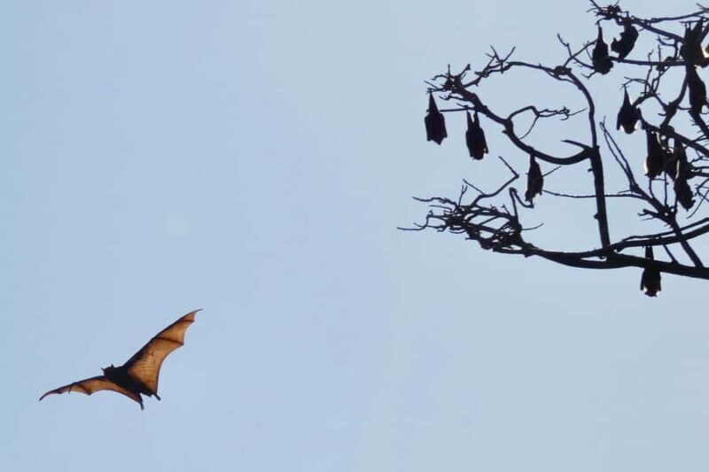 Sydney: Flying Fox Tour, Australia's Largest Bats - FAQ