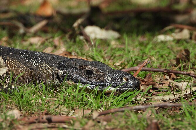 Sydney Guided Wildlife Walk Explore Birds and Nature - Why Choose This Wildlife Walk?