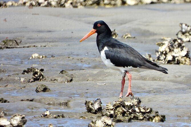 Sydney Guided Wildlife Walk Explore Birds and Nature - Practicalities That Matter