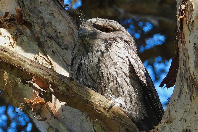 Sydney Guided Wildlife Walk Explore Birds and Nature - What the Reviews Say