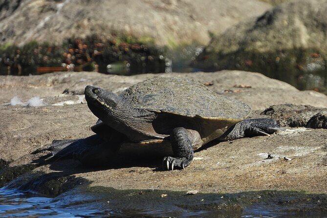 Sydney Guided Wildlife Walk Explore Birds and Nature - FAQs