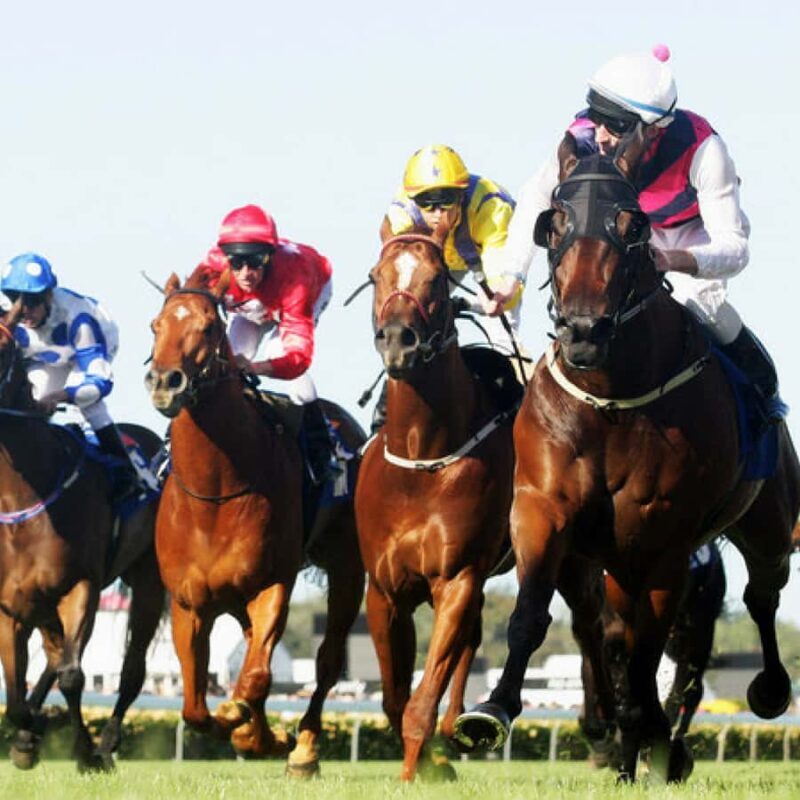 Sydney Harbour Melbourne Cup Cruise - Key Points