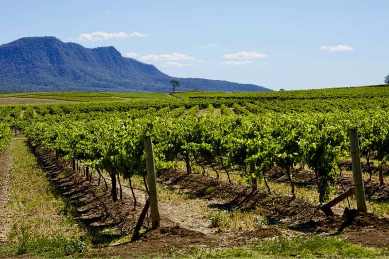 Sydney: Hunter Valley Wineries Day Trip with Food Tastings - The Sum Up