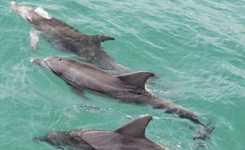 Sydney: Jervis Bay Day Trip with Dolphins, Roos & Beach Time - Authentic Experiences and Authenticity