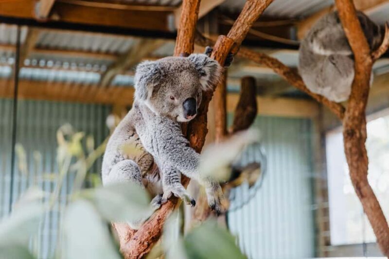 Sydney: Jervis Bay Tour with Beaches, Koalas & Kangaroos - Who Will Love This Tour?