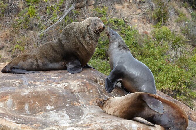 Sydney Kayak Seal Encounter Adventure with Gourmet Food - Who Should Consider This Tour?
