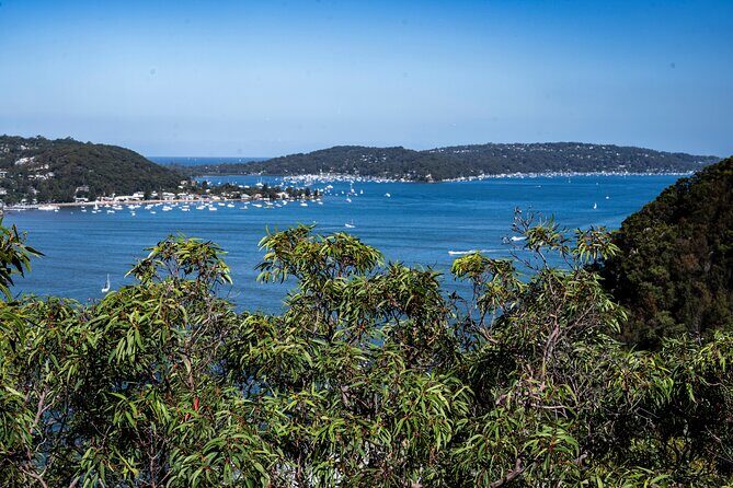 Sydney: Ku-ring-gai Chase National Park with Hike, Swim, Picnic - The Sum Up: Is This Tour Worth It?