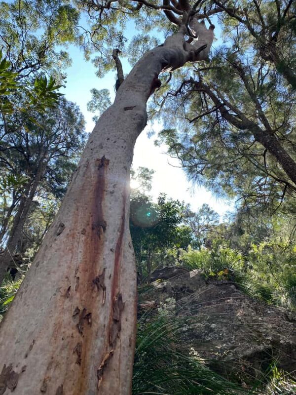 Sydney: Ku-ring-gai National Park with swim and picnic - FAQ