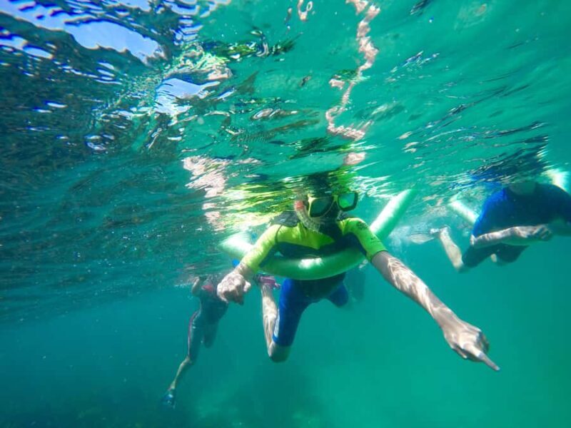Sydney: Manly and Shelly Beach Snorkeling Tour - Key Points