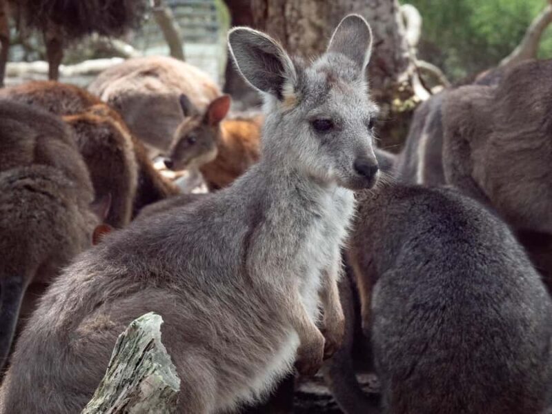 Sydney: Nature and Wildlife - Australia in One Day - Key Points